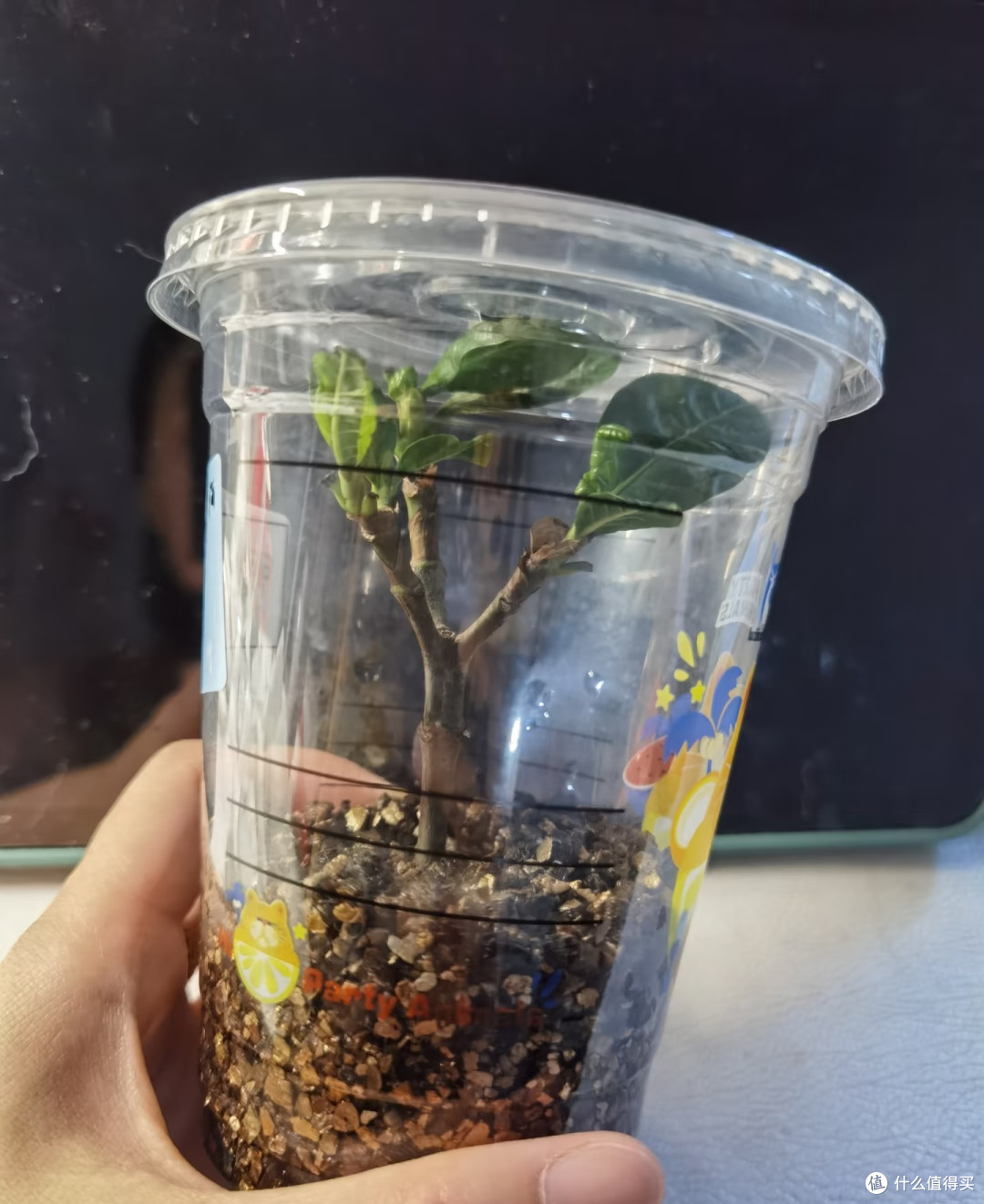 这8种「花树」现在赶快扦插,天气越热越长根,错过就要等一年!