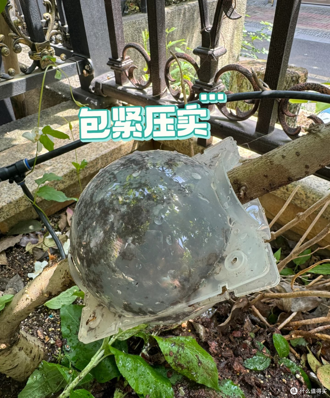 这8种「花树」现在赶快扦插,天气越热越长根,错过就要等一年!