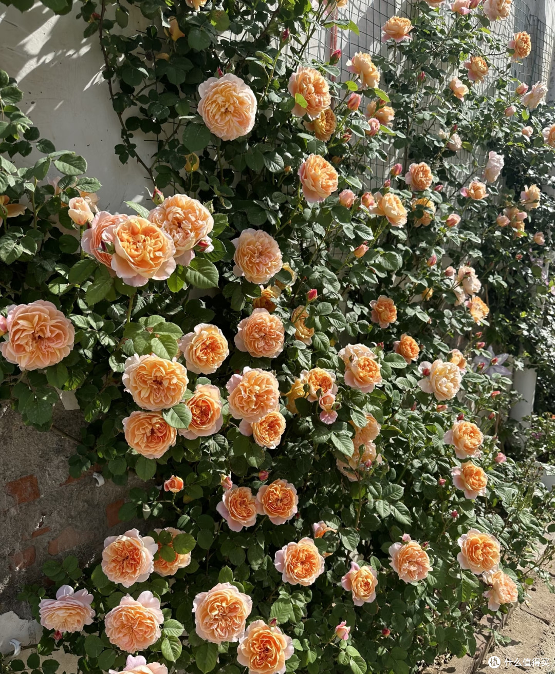 这8种「花树」现在赶快扦插,天气越热越长根,错过就要等一年!
