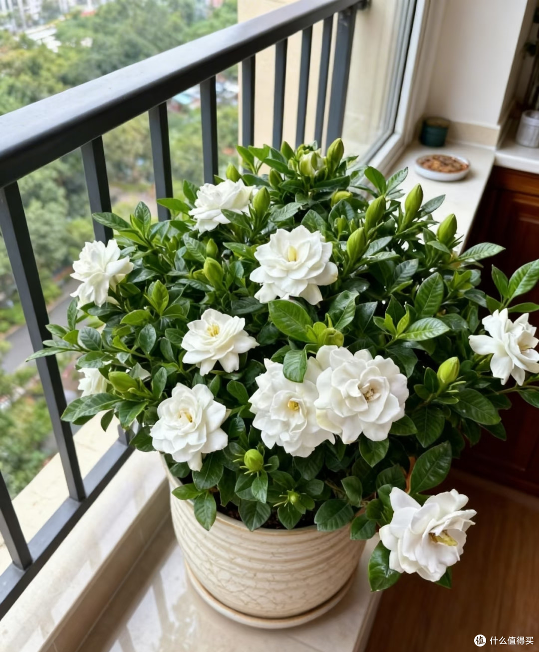 这8种「花树」现在赶快扦插,天气越热越长根,错过就要等一年!