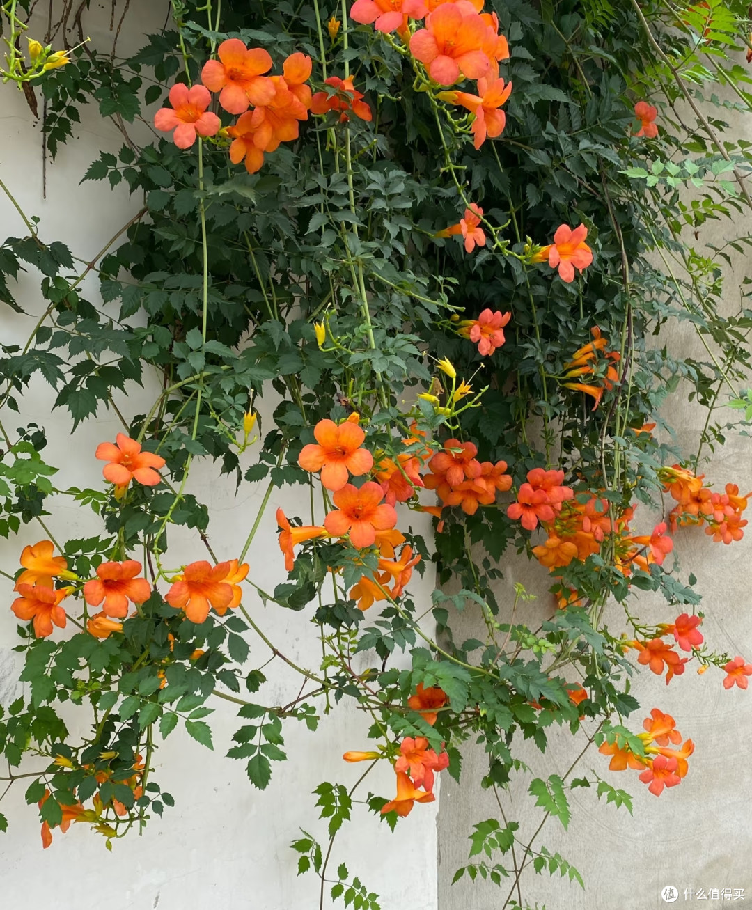 这8种「花树」现在赶快扦插,天气越热越长根,错过就要等一年!