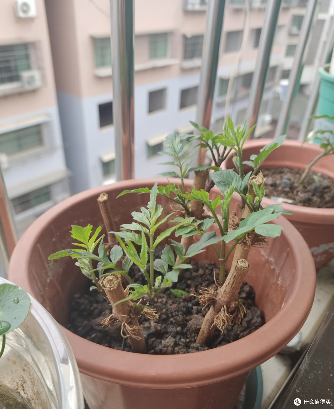 这8种「花树」现在赶快扦插,天气越热越长根,错过就要等一年!