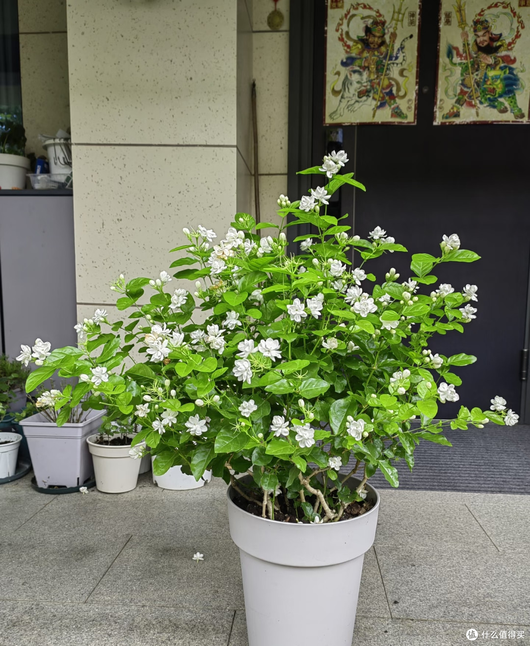 这8种「花树」现在赶快扦插,天气越热越长根,错过就要等一年!