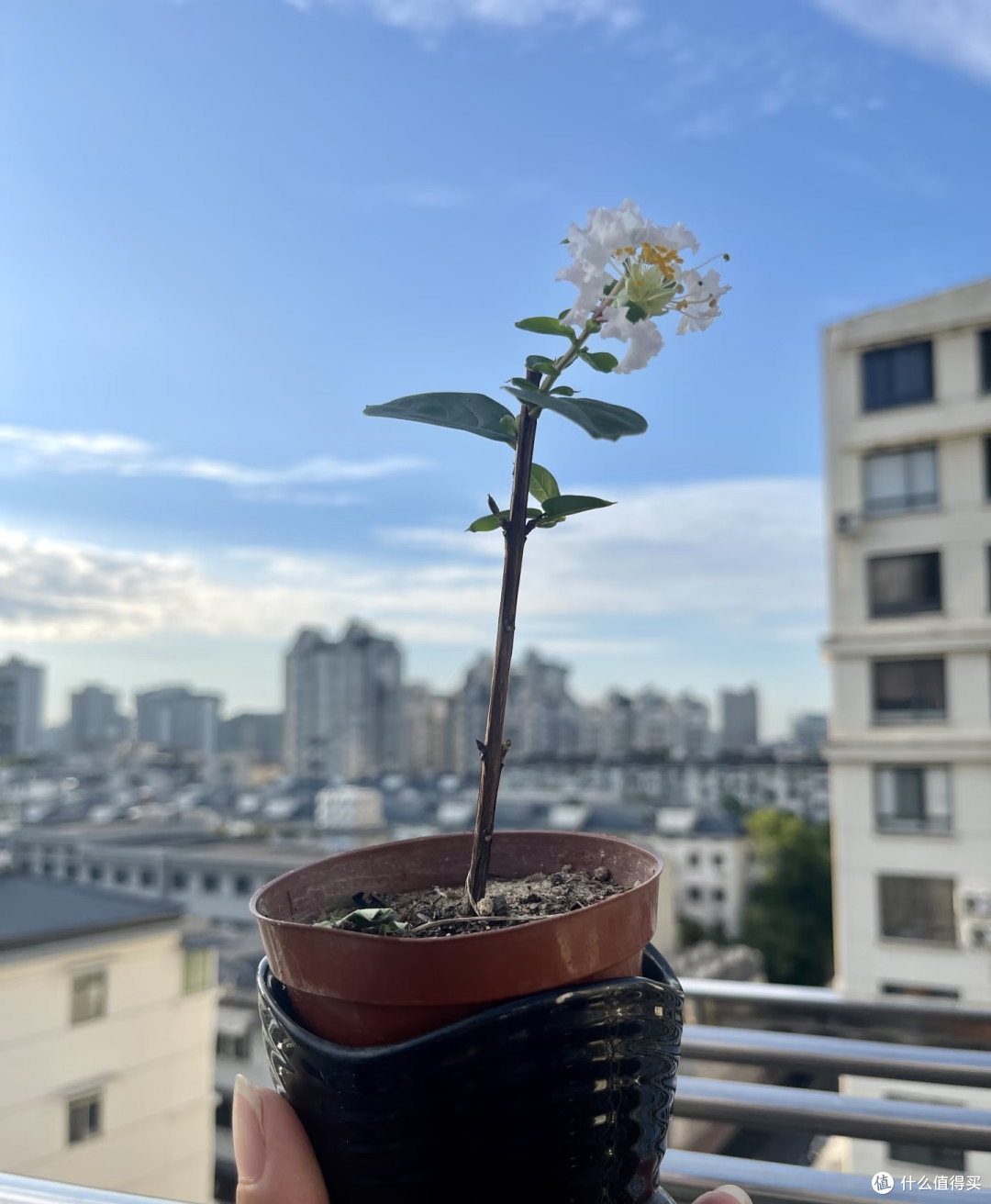 这8种「花树」现在赶快扦插,天气越热越长根,错过就要等一年!