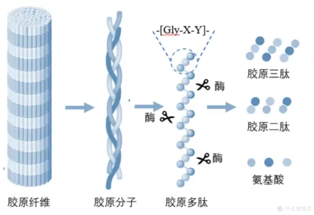 你的“胶原弹簧床”,还撑得住吗?