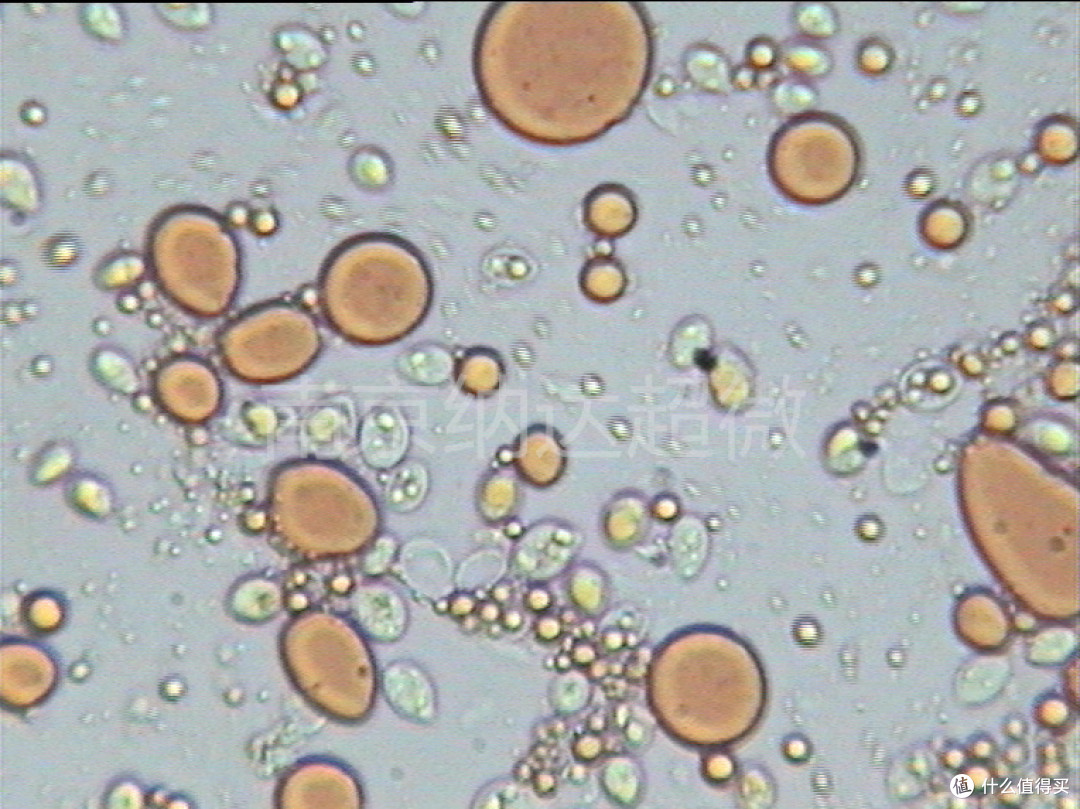 图3 红法夫酵母破壁成品检测图