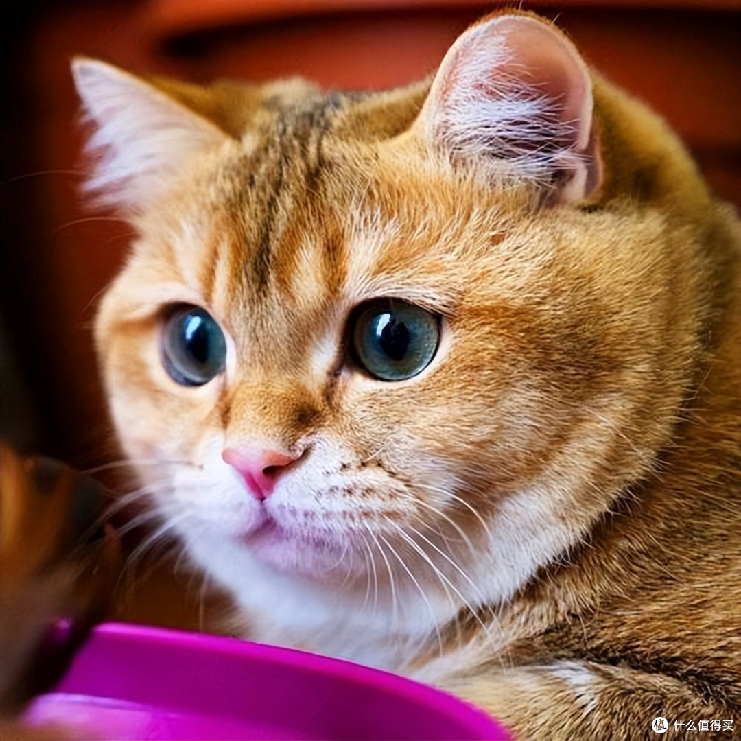 养猫选粮不用愁，2026年度十大优质猫粮强势出炉，618入手正合适