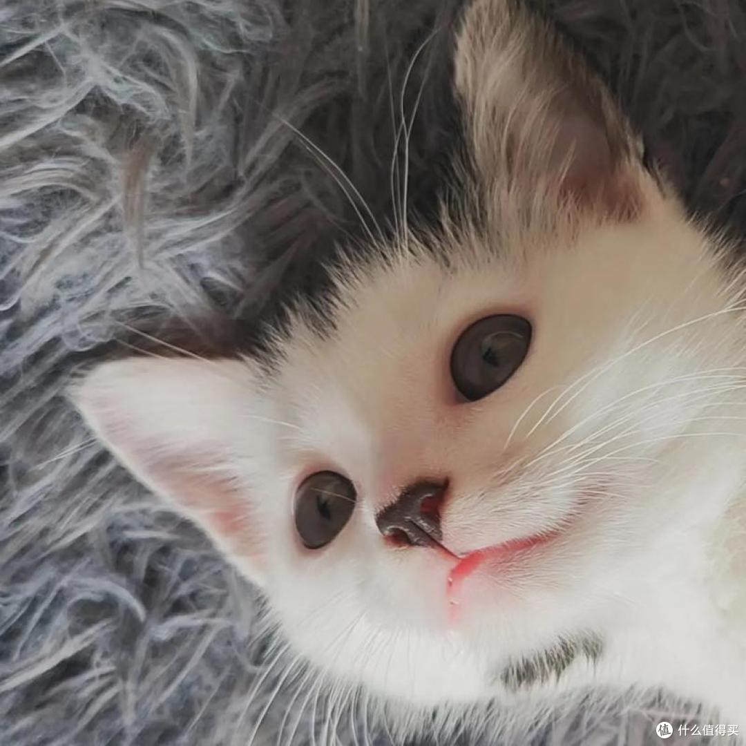养猫选粮不用愁，2026年度十大优质猫粮强势出炉，618入手正合适