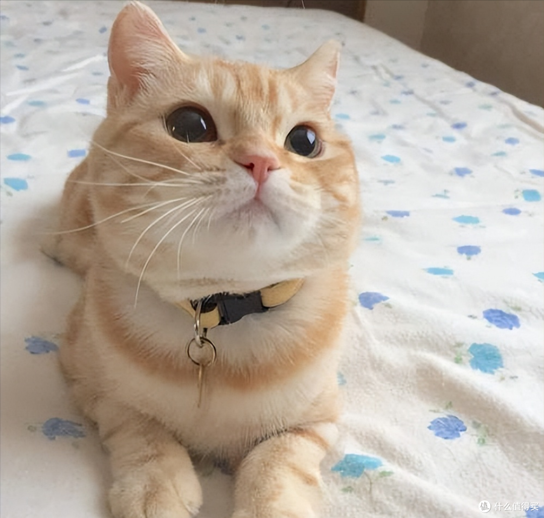 养猫选粮不用愁，2026年度十大优质猫粮强势出炉，618入手正合适