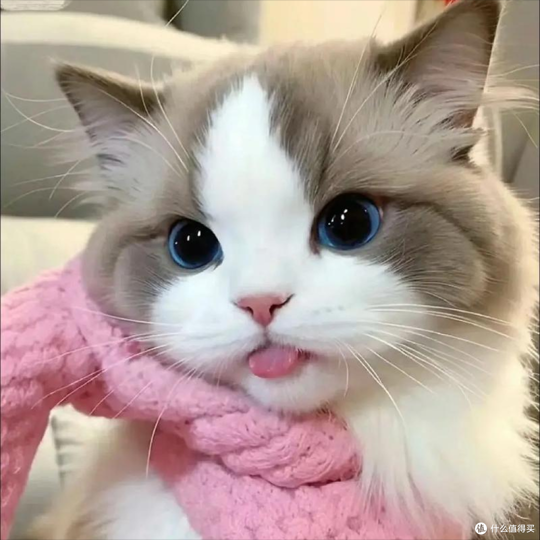 养猫选粮不用愁，2026年度十大优质猫粮强势出炉，618入手正合适