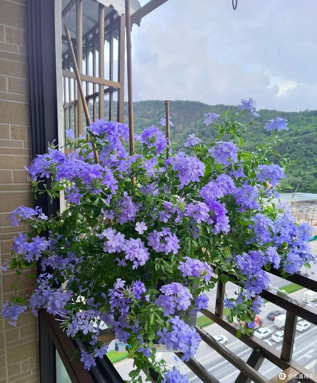蓝雪花夏季这样养,整个夏天花开不间断!