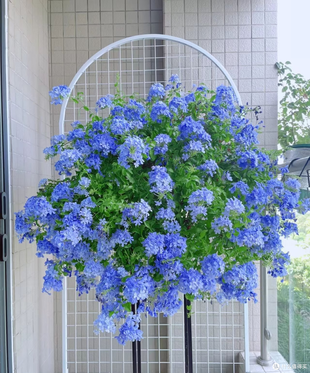 蓝雪花夏季这样养,整个夏天花开不间断!