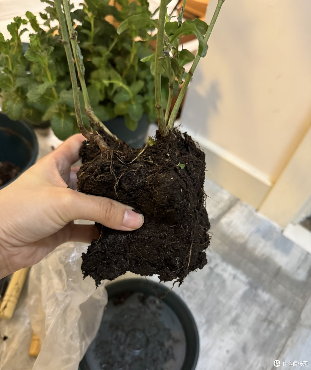 蓝雪花夏季这样养,整个夏天花开不间断!