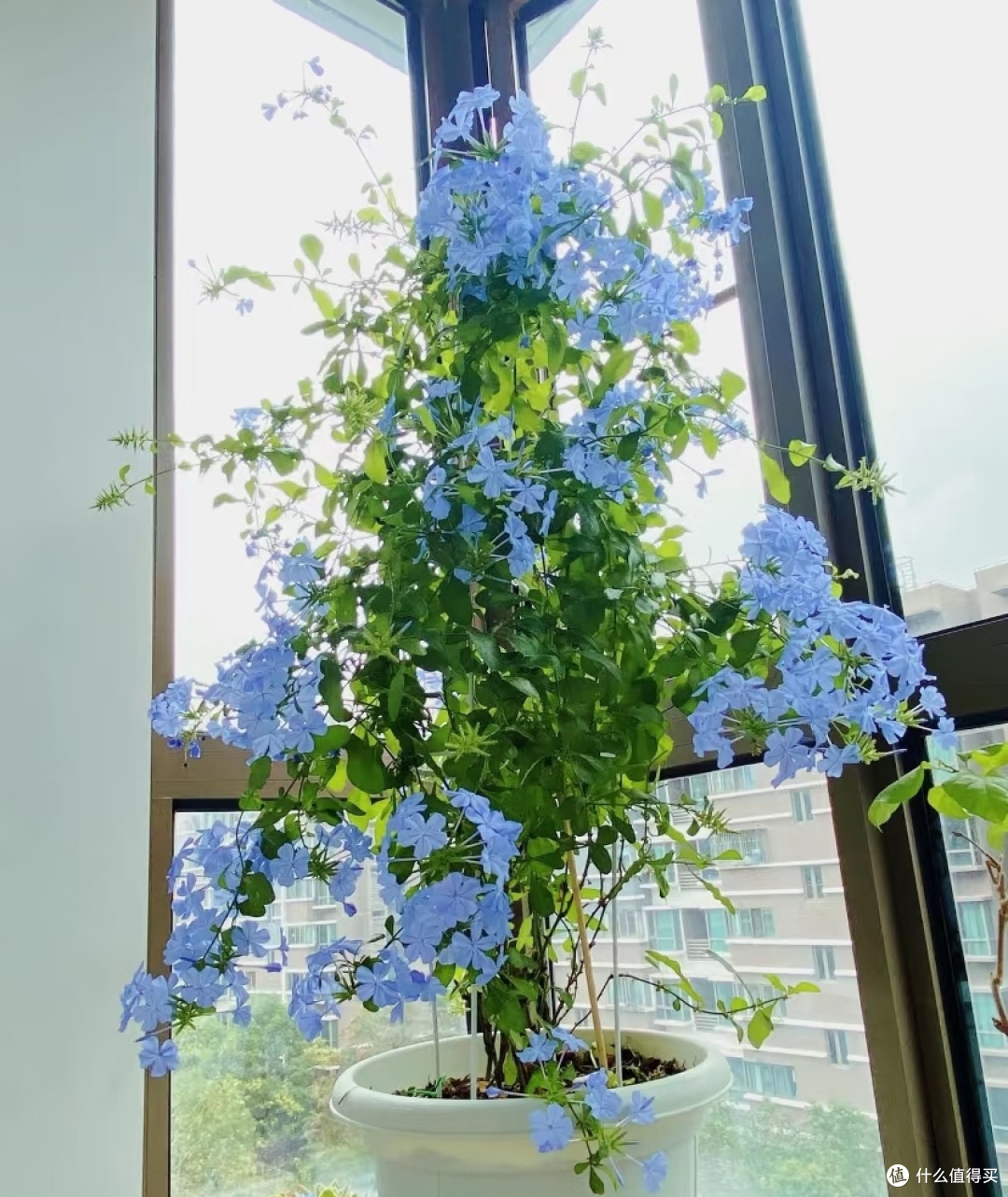 蓝雪花夏季这样养,整个夏天花开不间断!
