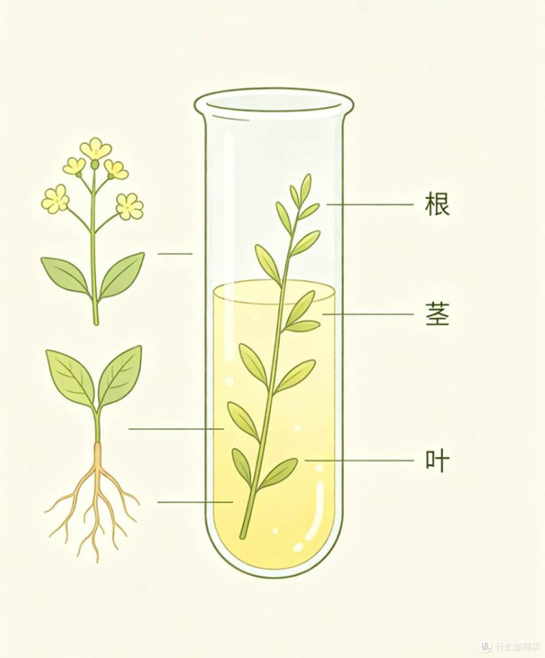 蓝玉簪龙胆提取物:一种极具潜力的天然活性成分