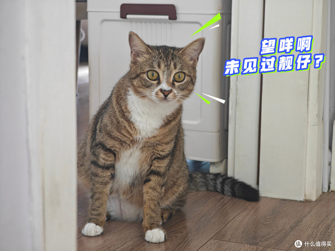 四猫家庭十年养宠史,盘点日常离不开的清洁家电好物分享