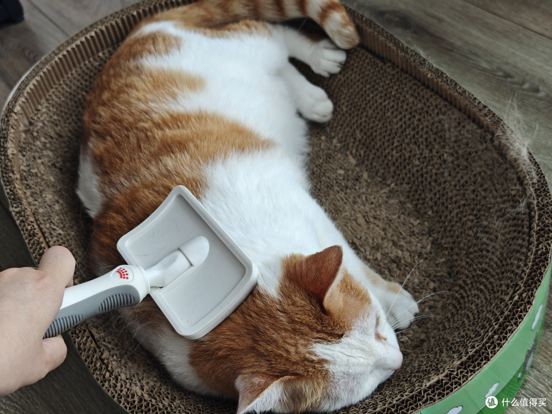 四猫家庭十年养宠史,盘点日常离不开的清洁家电好物分享