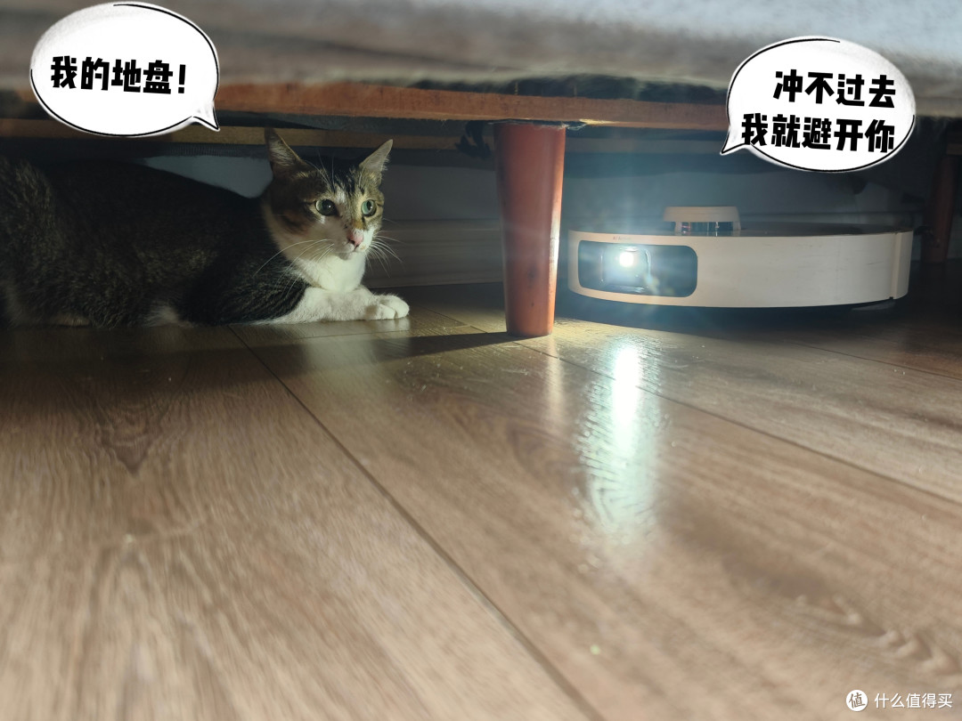 四猫家庭十年养宠史,盘点日常离不开的清洁家电好物分享