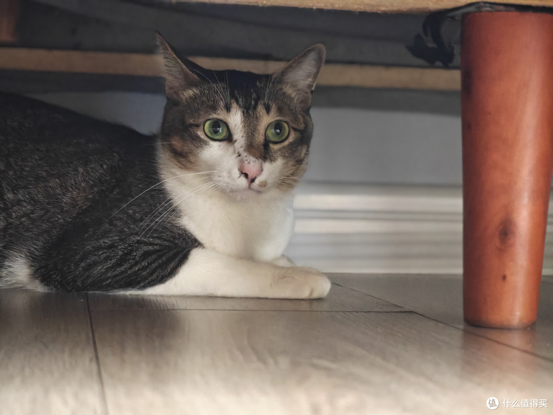 四猫家庭十年养宠史,盘点日常离不开的清洁家电好物分享