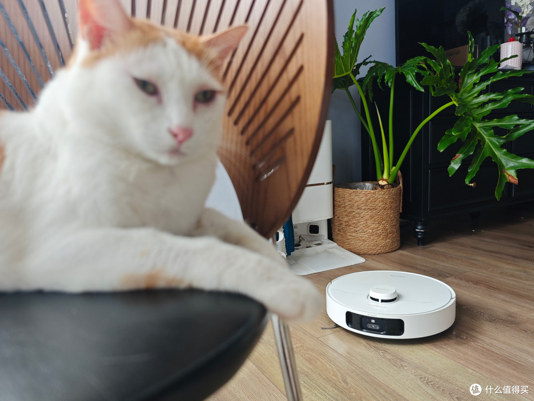 四猫家庭十年养宠史,盘点日常离不开的清洁家电好物分享