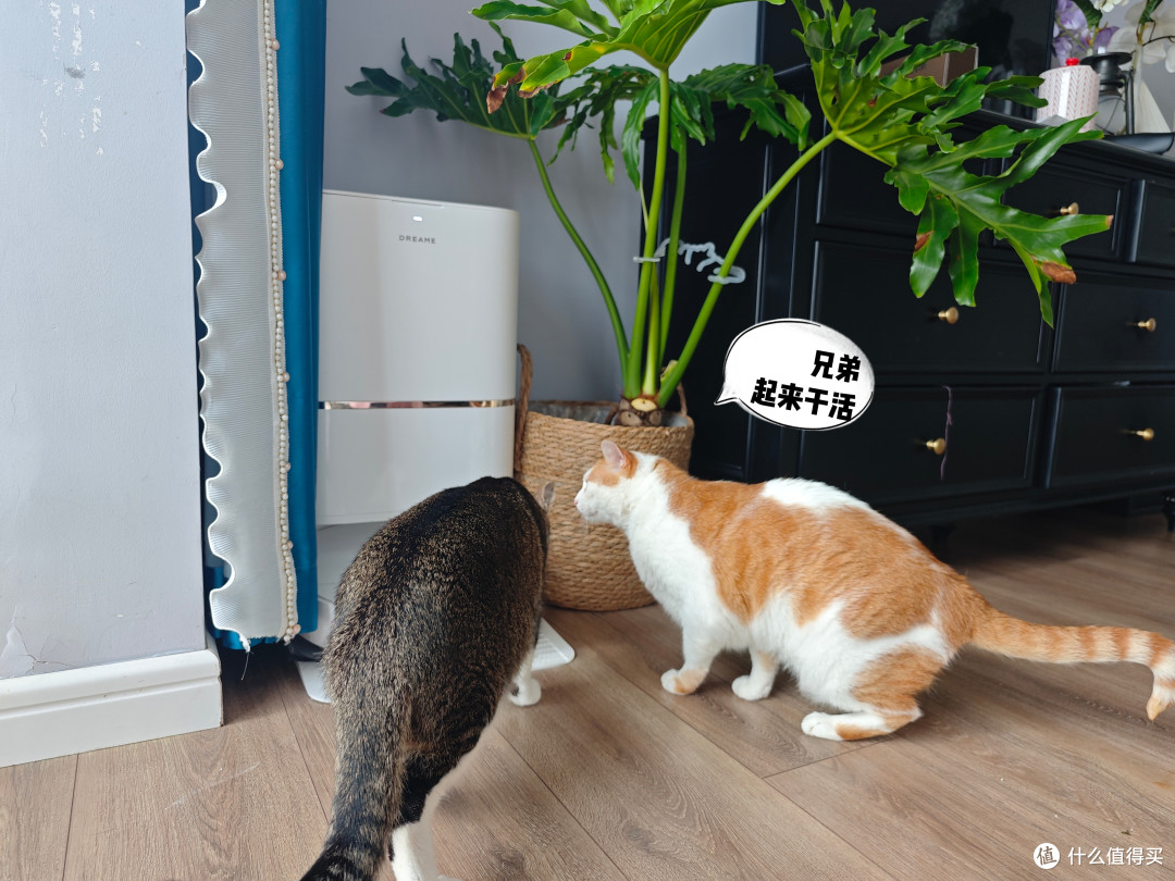 四猫家庭十年养宠史,盘点日常离不开的清洁家电好物分享