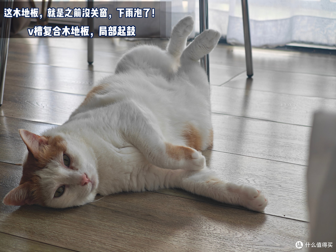 四猫家庭十年养宠史,盘点日常离不开的清洁家电好物分享