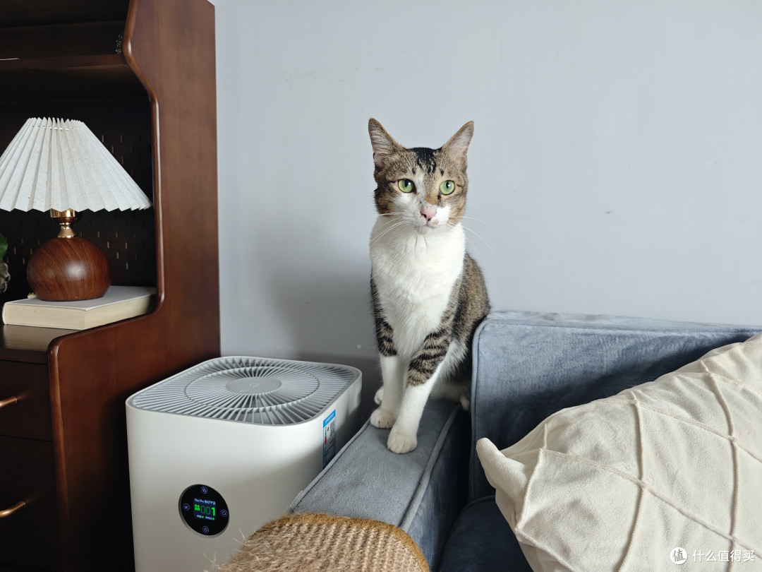 四猫家庭十年养宠史,盘点日常离不开的清洁家电好物分享
