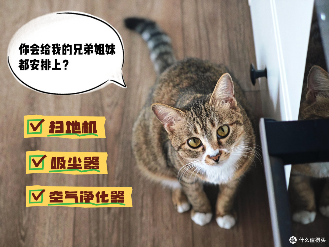 四猫家庭十年养宠史,盘点日常离不开的清洁家电好物分享
