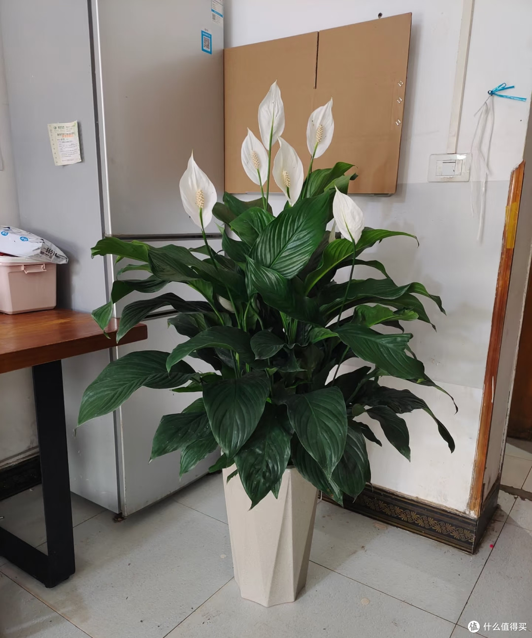 最适合阳台养的十种花,不怕闷、不怕阴,越阴越开花,一开小半年