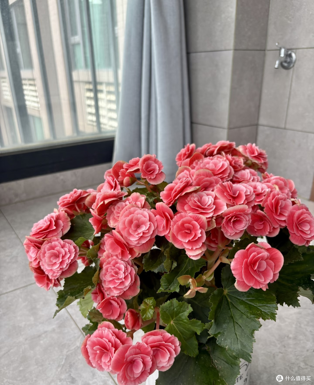 最适合阳台养的十种花,不怕闷、不怕阴,越阴越开花,一开小半年