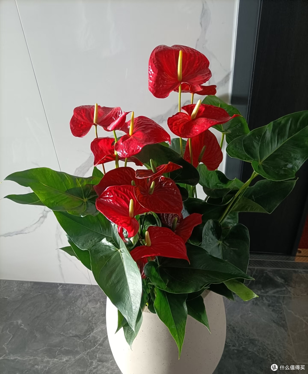 最适合阳台养的十种花,不怕闷、不怕阴,越阴越开花,一开小半年