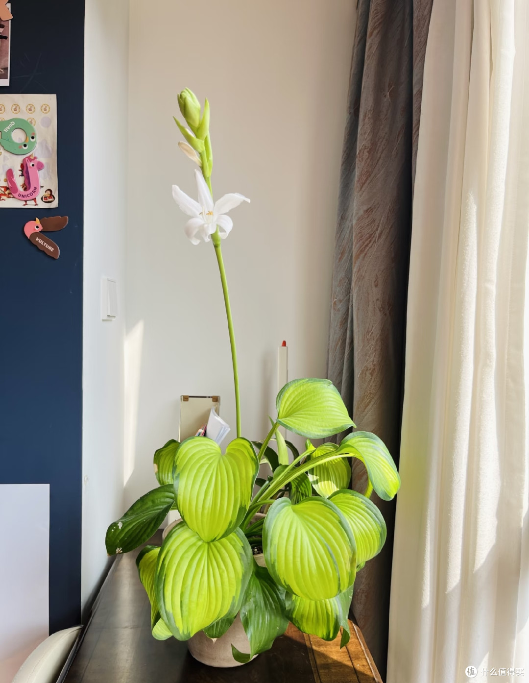 最适合阳台养的十种花,不怕闷、不怕阴,越阴越开花,一开小半年