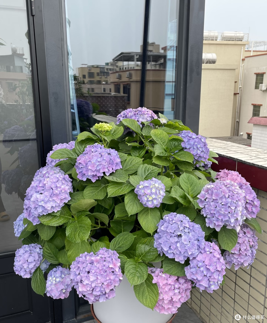 最适合阳台养的十种花,不怕闷、不怕阴,越阴越开花,一开小半年