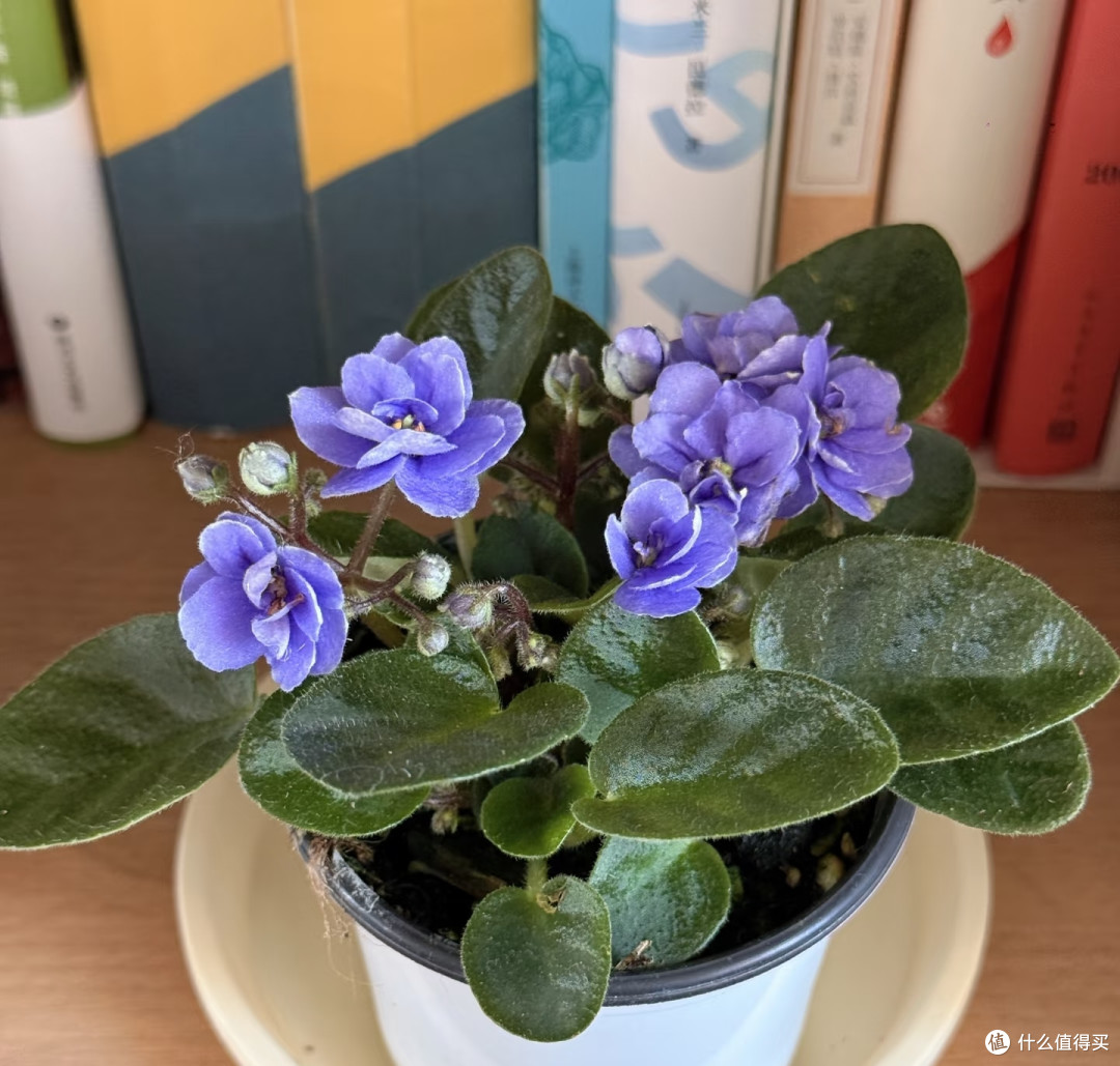 最适合阳台养的十种花,不怕闷、不怕阴,越阴越开花,一开小半年