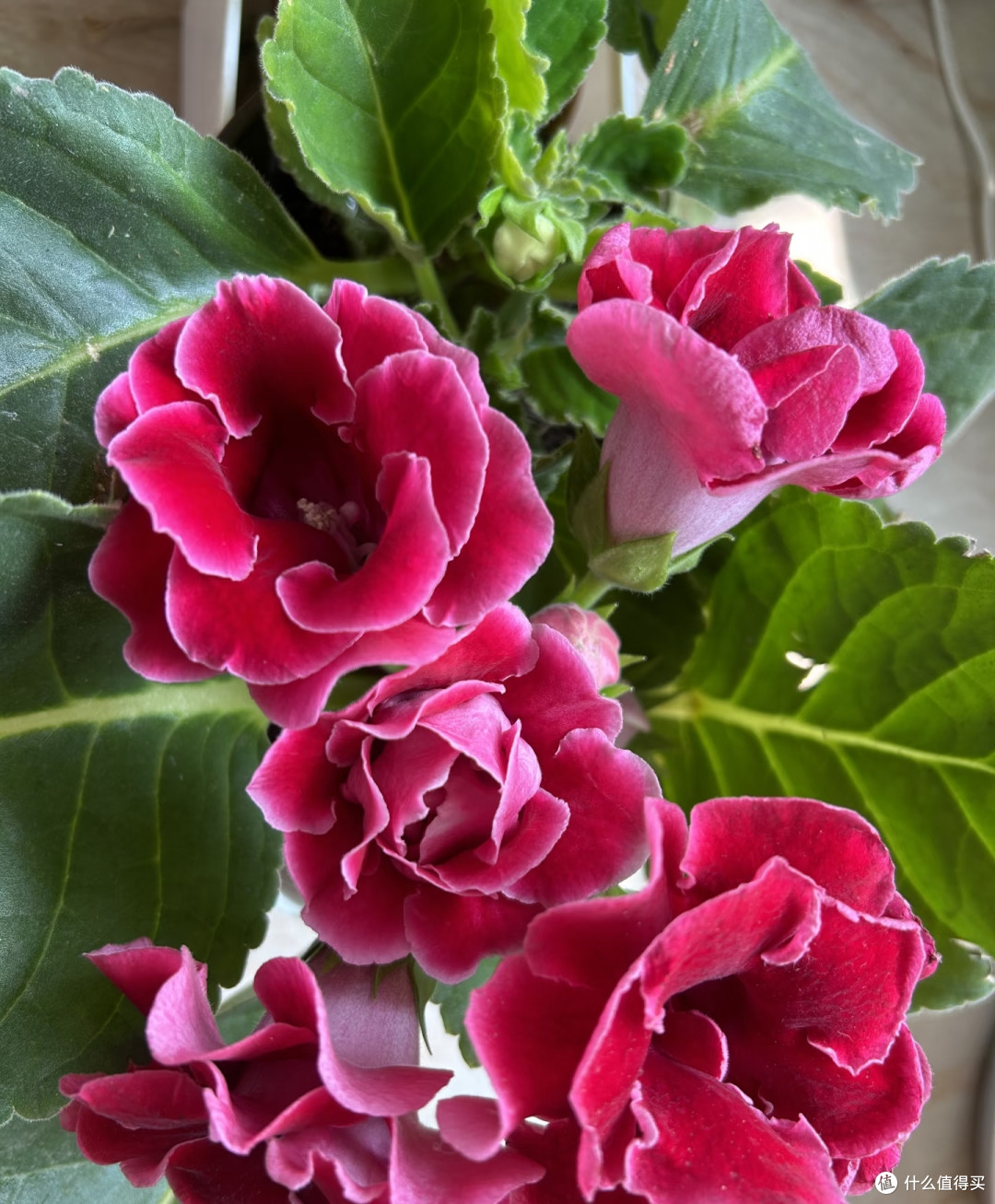 最适合阳台养的十种花,不怕闷、不怕阴,越阴越开花,一开小半年