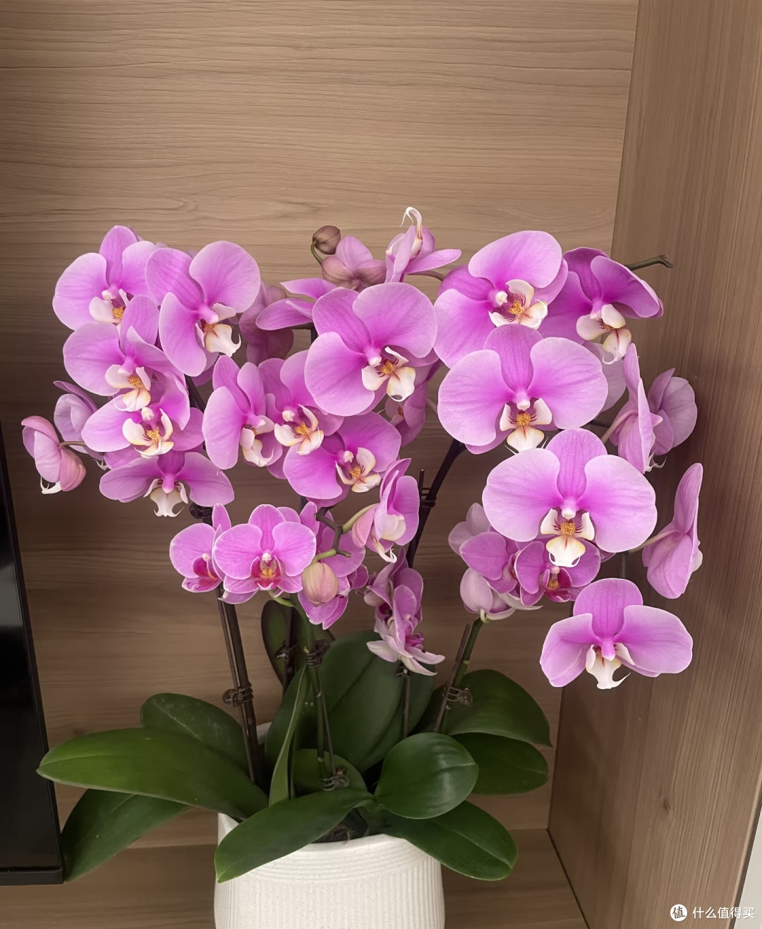 最适合阳台养的十种花,不怕闷、不怕阴,越阴越开花,一开小半年