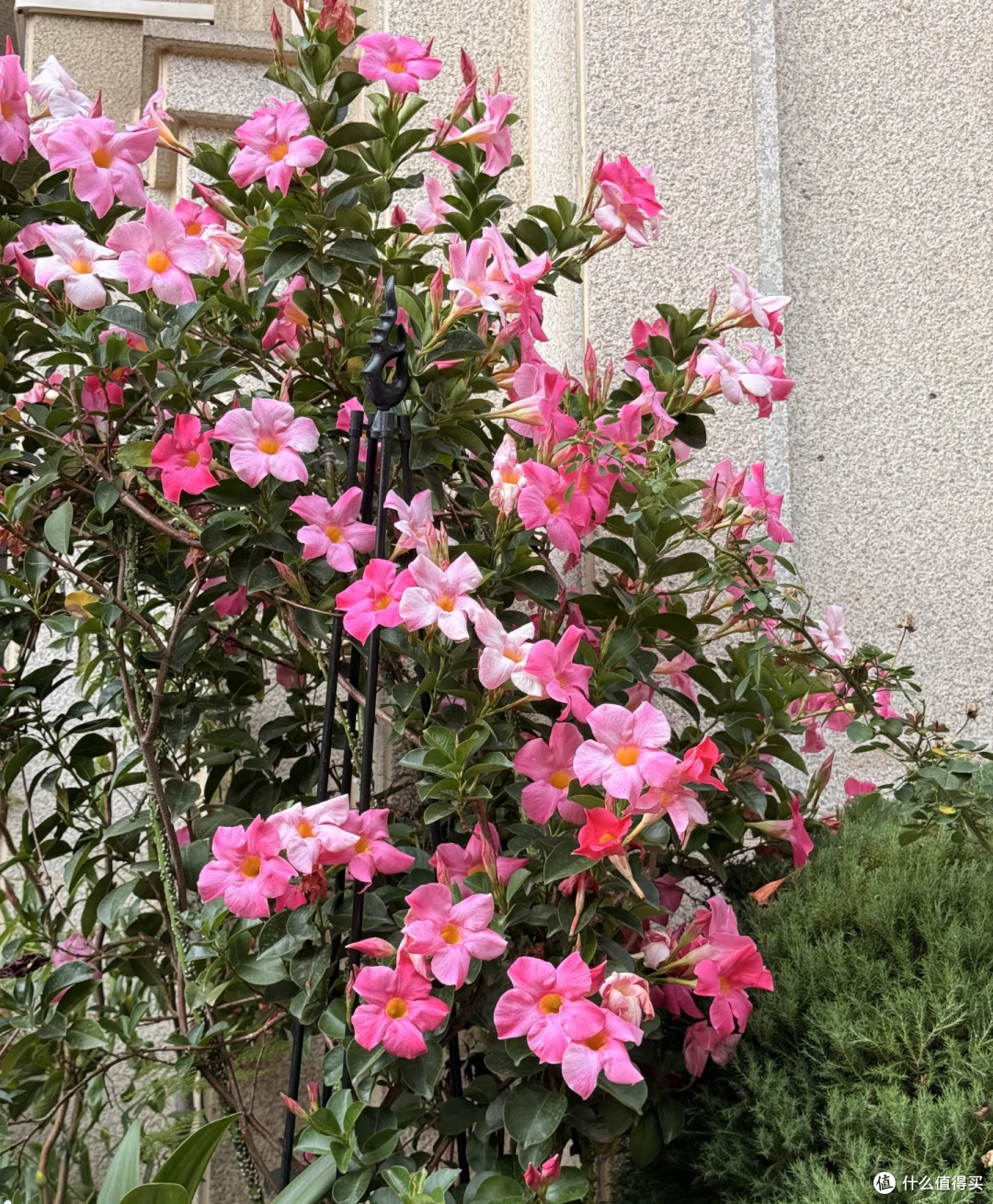 8种"花疯子"越热越爱开,40度暴晒不黄叶,懒人也能养开爆!