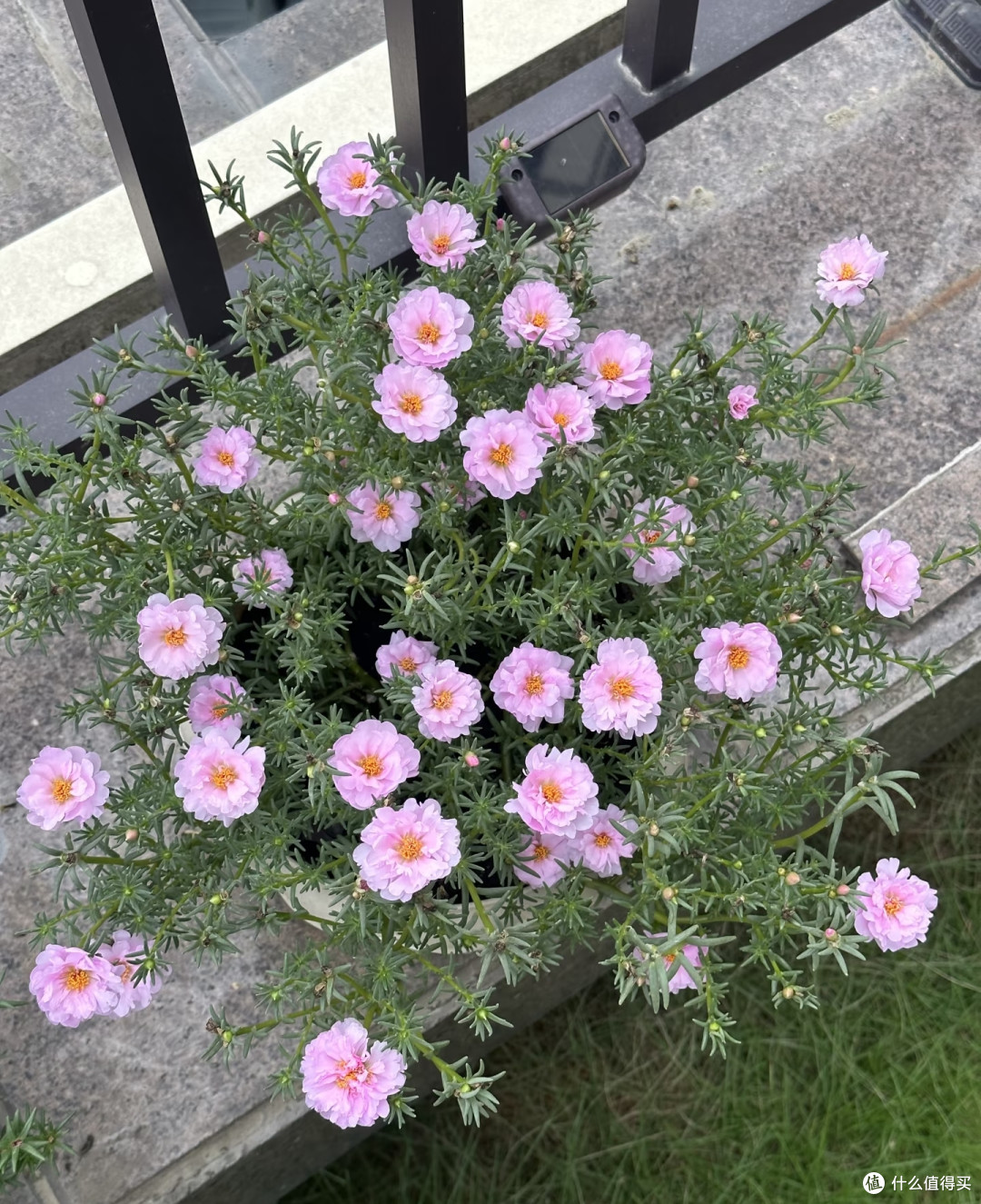 8种"花疯子"越热越爱开,40度暴晒不黄叶,懒人也能养开爆!