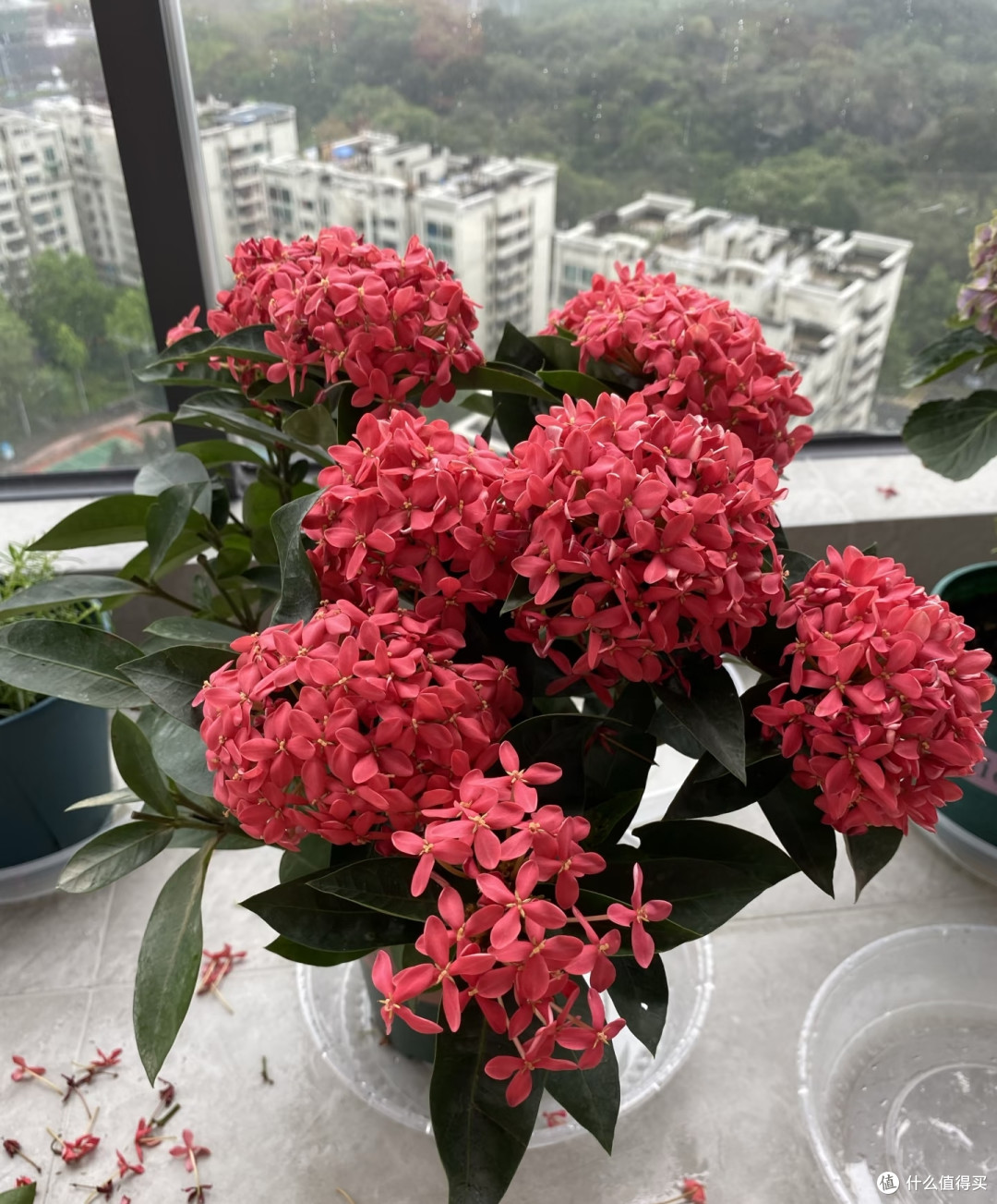 8种"花疯子"越热越爱开,40度暴晒不黄叶,懒人也能养开爆!