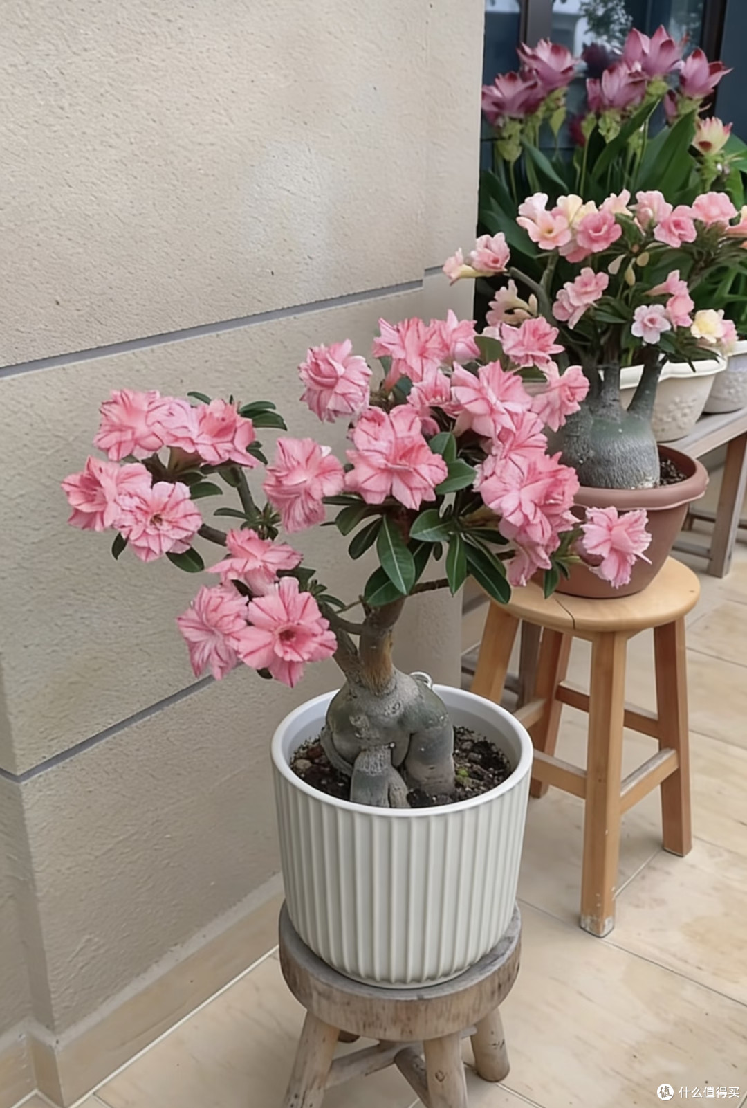 8种"花疯子"越热越爱开,40度暴晒不黄叶,懒人也能养开爆!