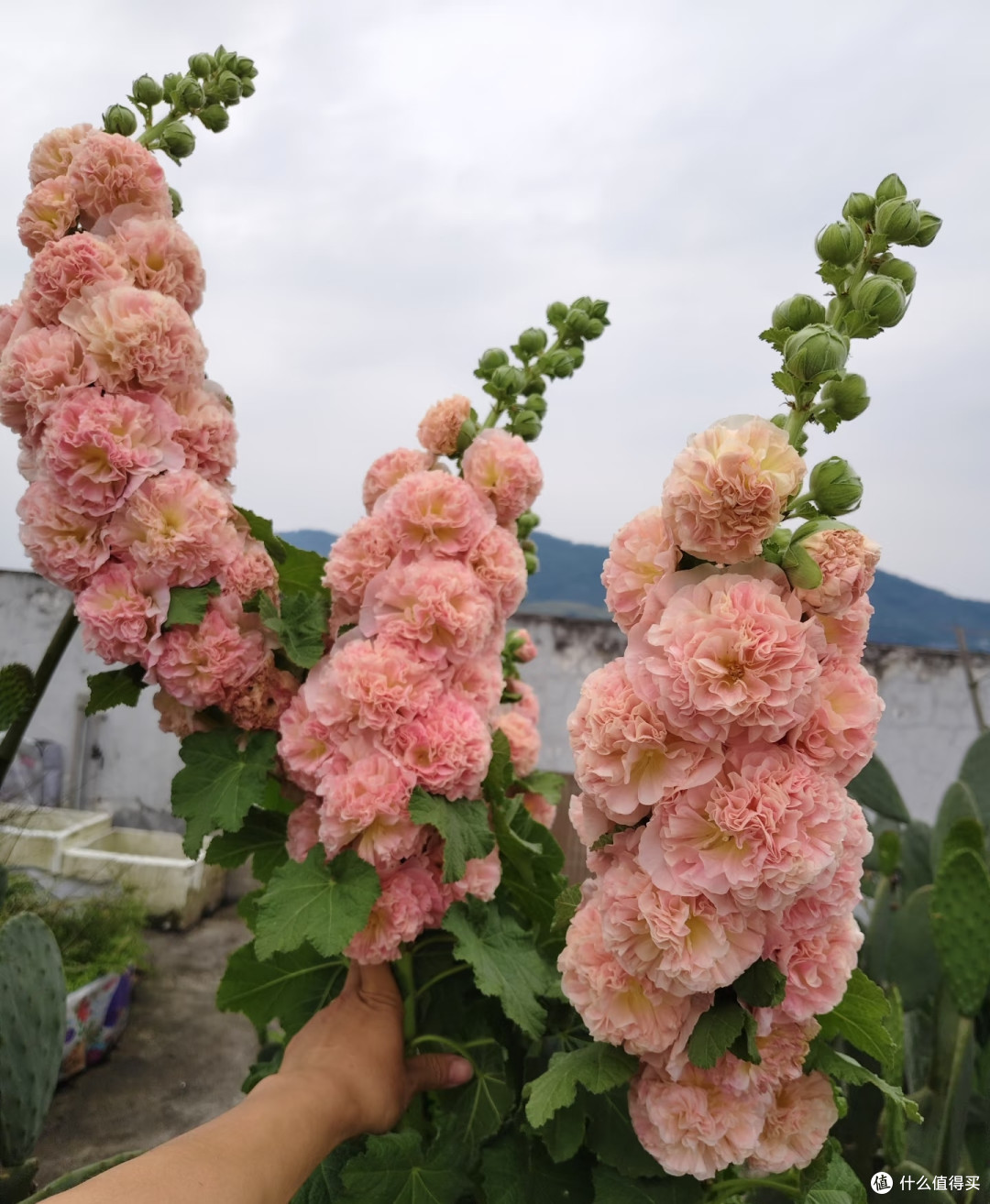 8种"花疯子"越热越爱开,40度暴晒不黄叶,懒人也能养开爆!