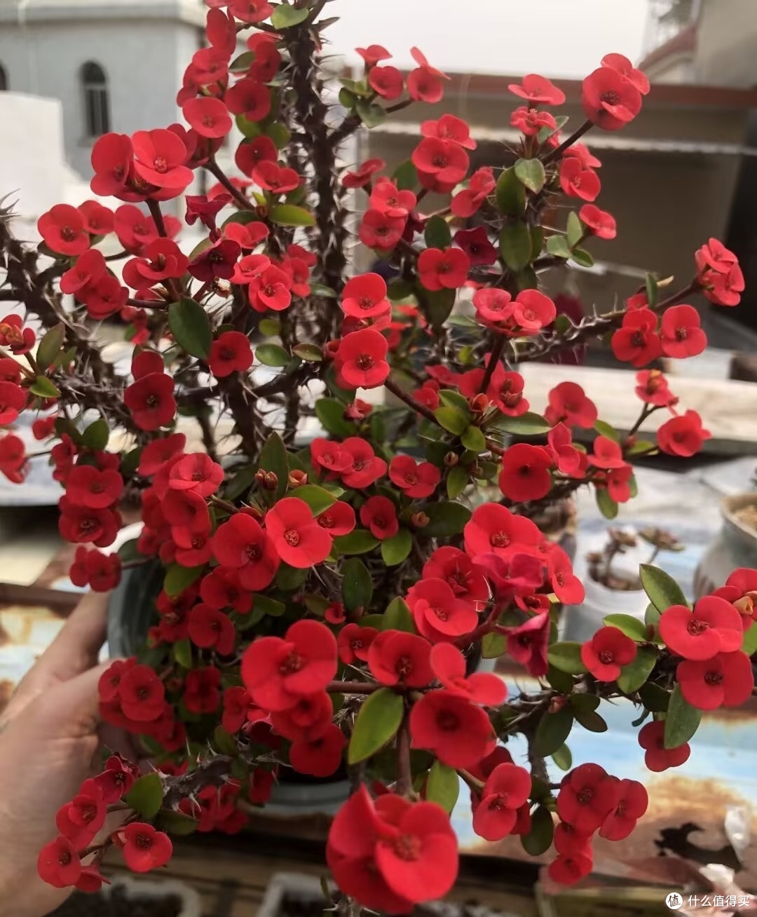 8种"花疯子"越热越爱开,40度暴晒不黄叶,懒人也能养开爆!