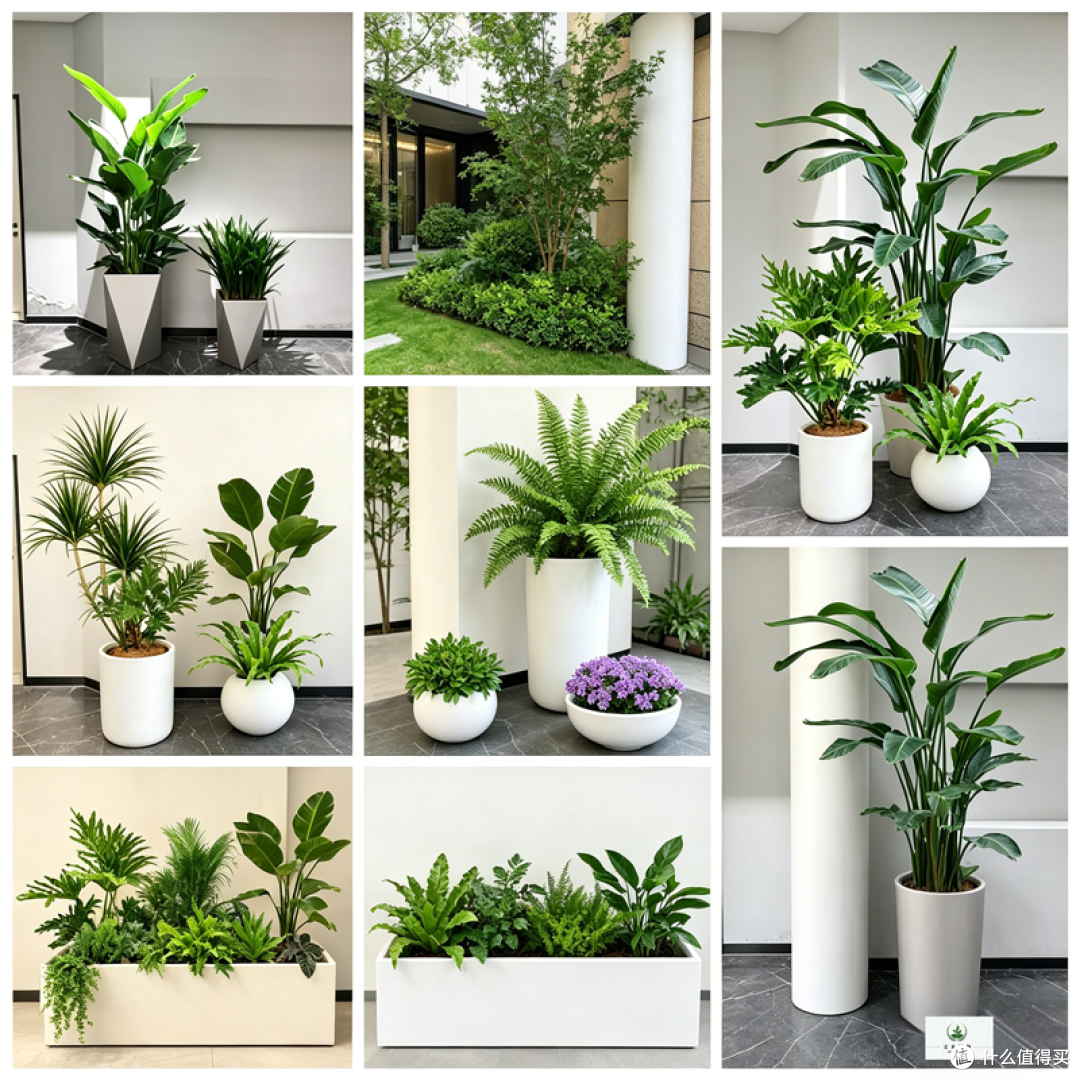 长沙绿植租赁