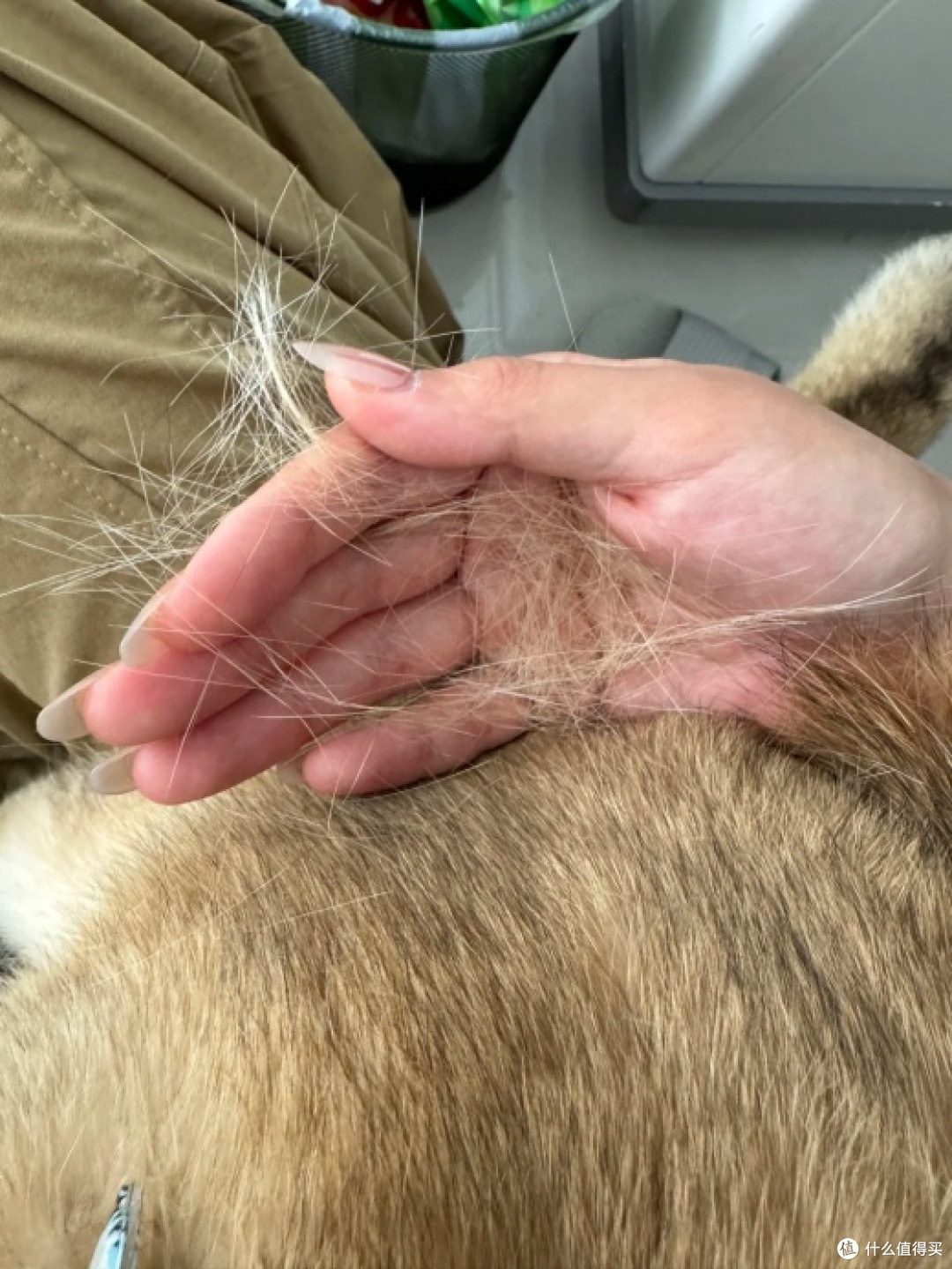 猫毛过敏抓狂，2026养猫必备清洁工具推荐：轻松度过掉毛季