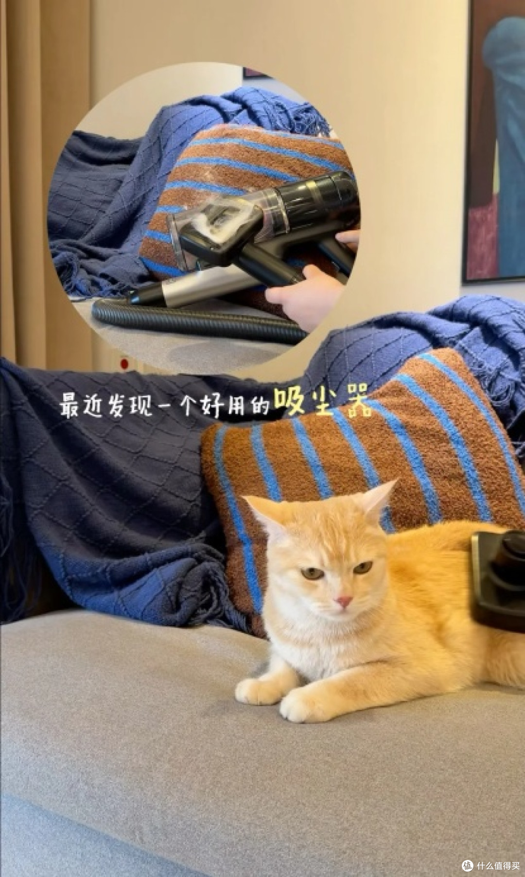 猫毛过敏抓狂，2026养猫必备清洁工具推荐：轻松度过掉毛季