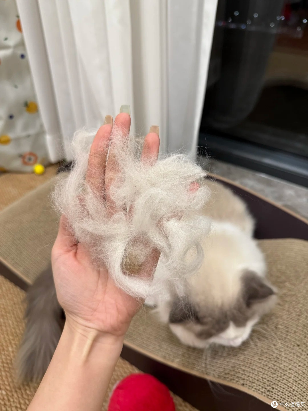 布偶猫掉毛噩梦:猫毛会吸入肺里吗?租房养猫全套除猫毛清洁指南
