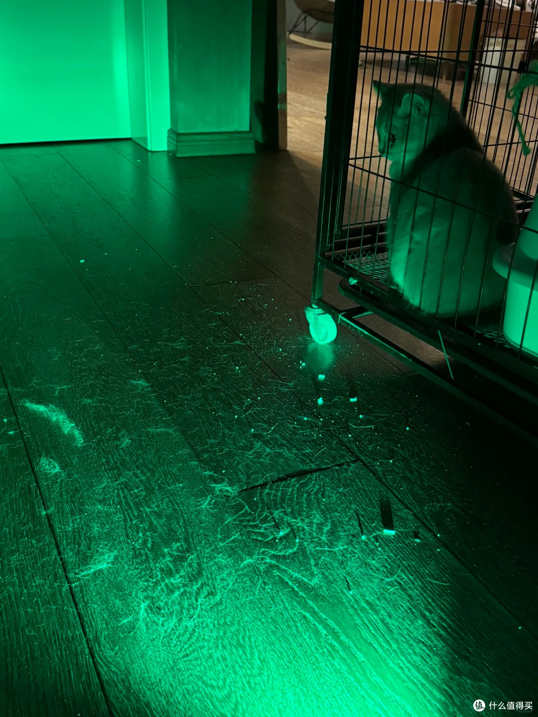 布偶猫掉毛噩梦:猫毛会吸入肺里吗?租房养猫全套除猫毛清洁指南