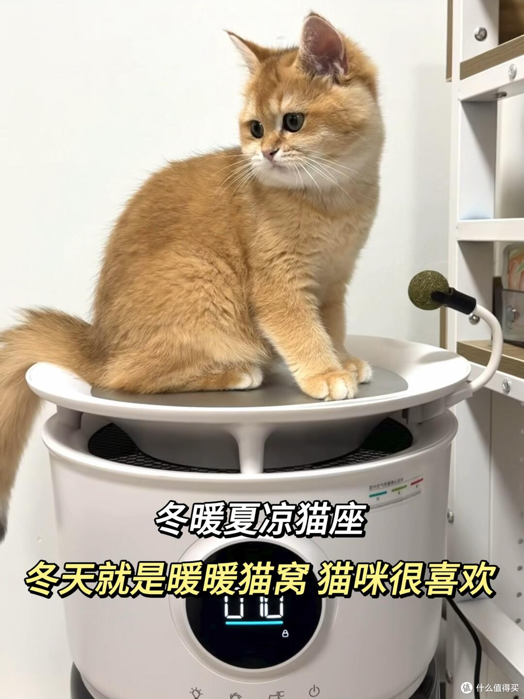 家里猫毛满天飞，宠物空净到底怎么选？莱克C9铲毛官适合养猫家庭