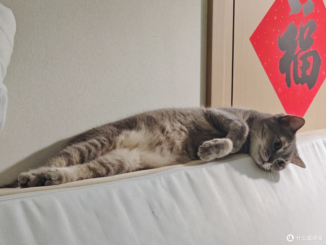 (△竖着靠墙放时，抓拍到的猫主子萌照)