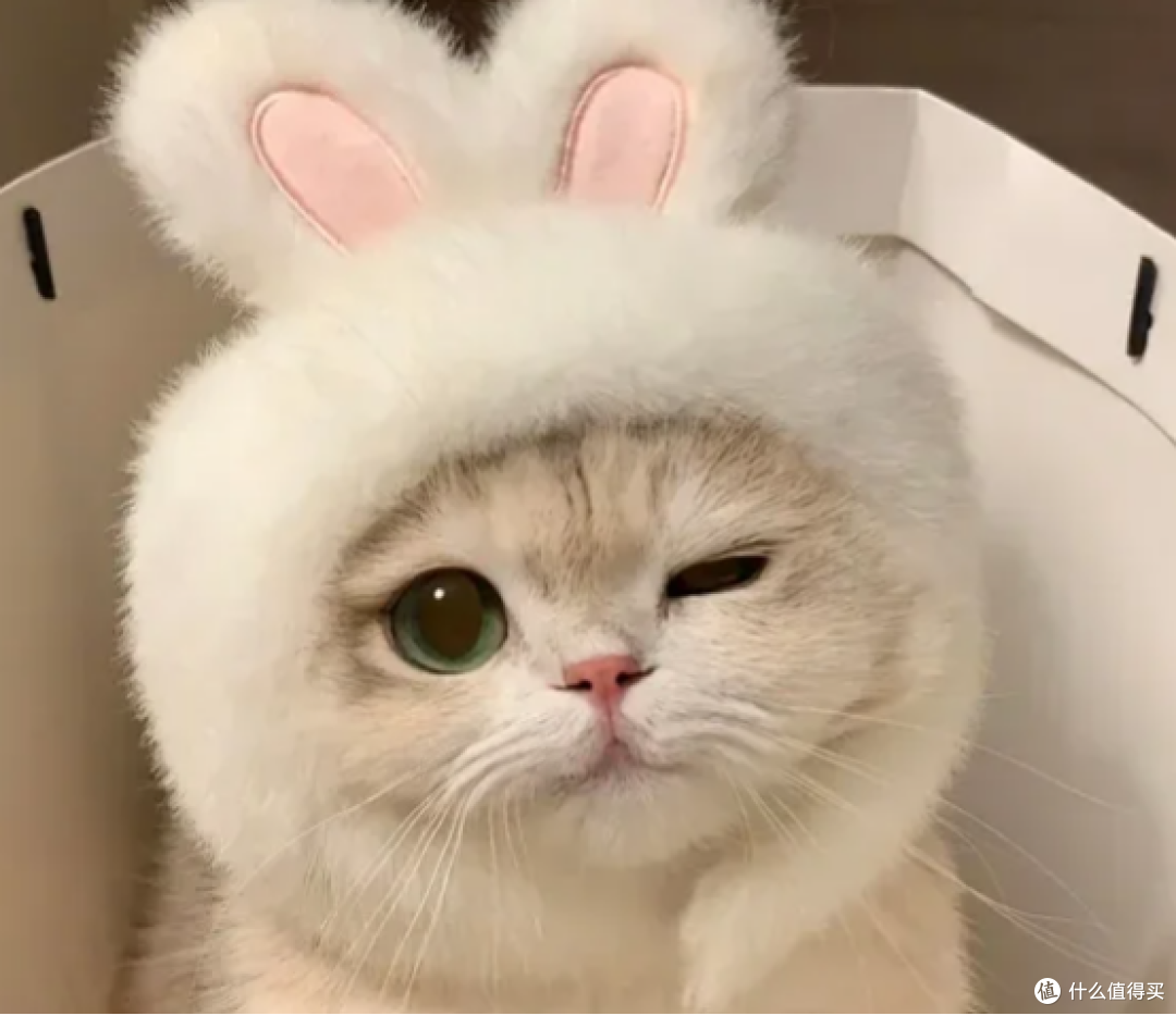 科学养宠必修课:了解猫咪的感知能力与饮食需求